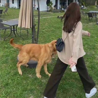 美女食神